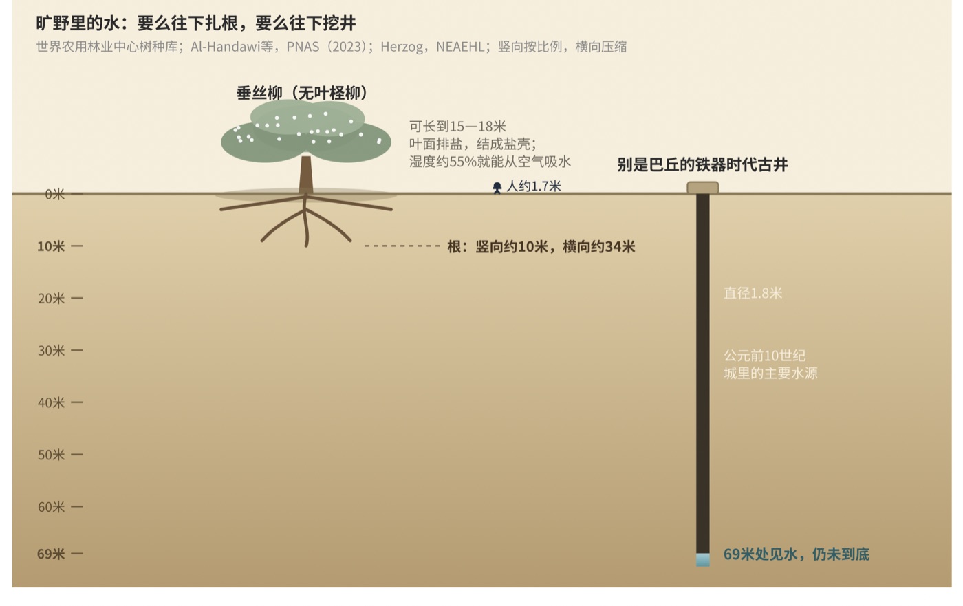图六　旷野里找水：垂丝柳的根与别是巴的井