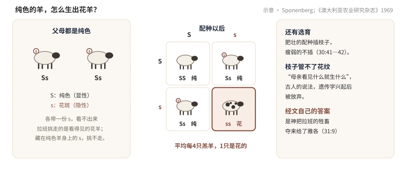图四　纯色的羊，怎么生出花羊？（示意：假设花斑由一个隐性基因控制）